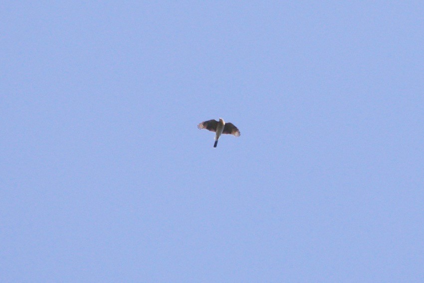 Cooper's Hawk - ML624940092