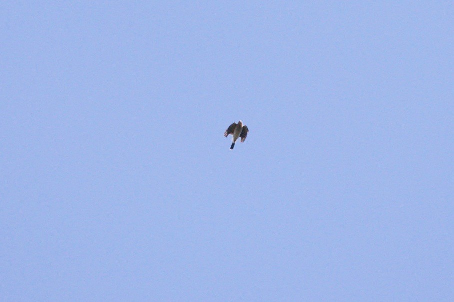 Cooper's Hawk - ML624940093