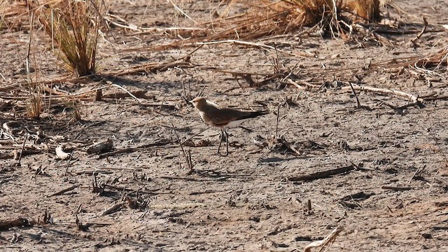 Australian Pratincole - ML624940097