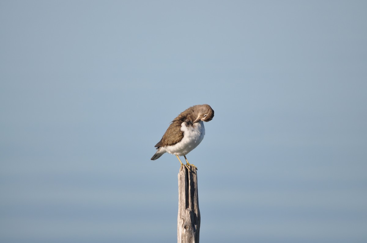 Common Sandpiper - ML624940123