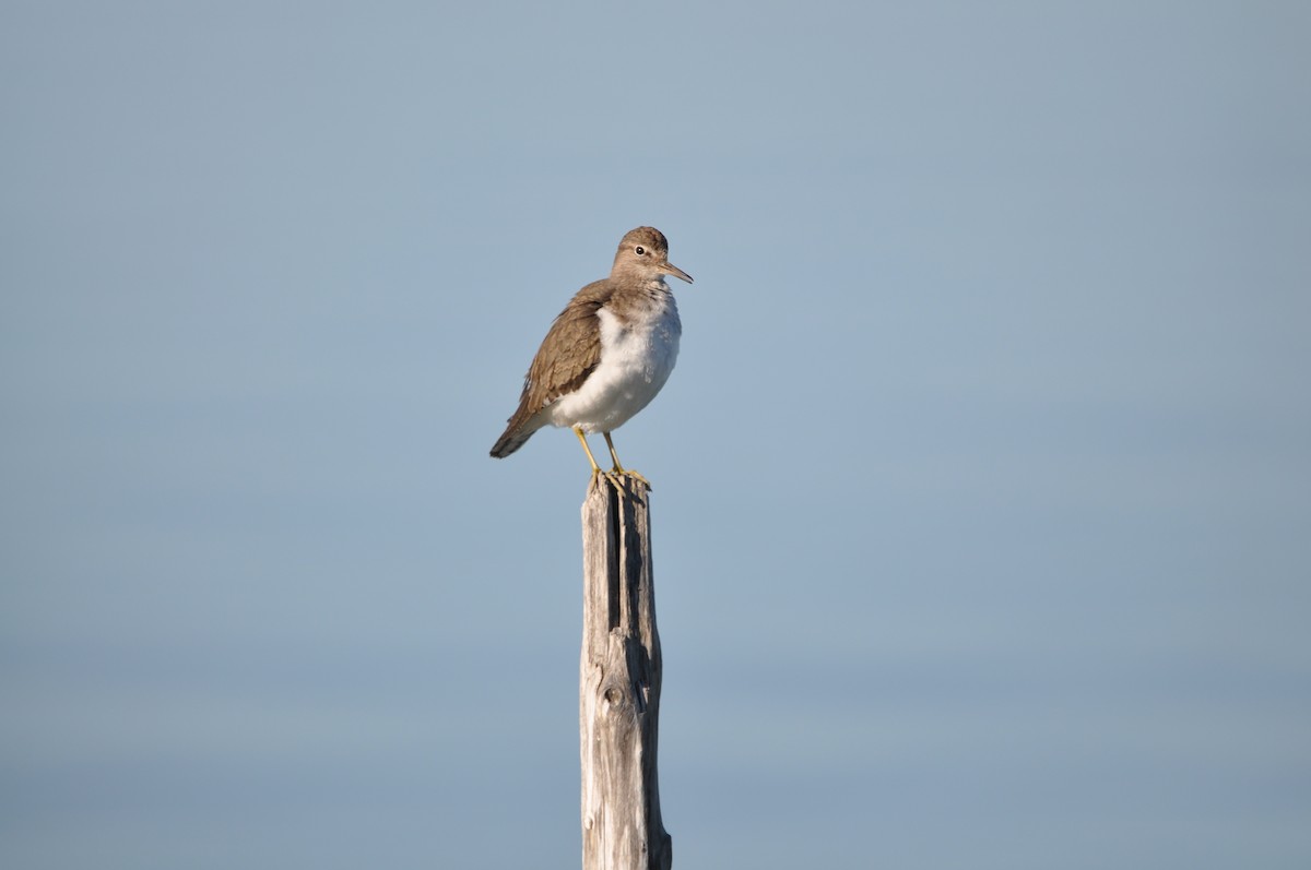 Common Sandpiper - ML624940124