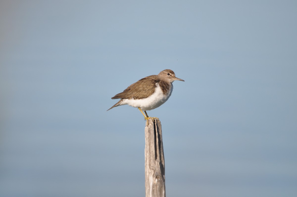 Common Sandpiper - ML624940125