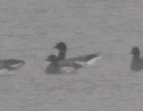 黑雁 - ML624940128