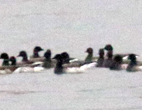 黑雁 - ML624940133