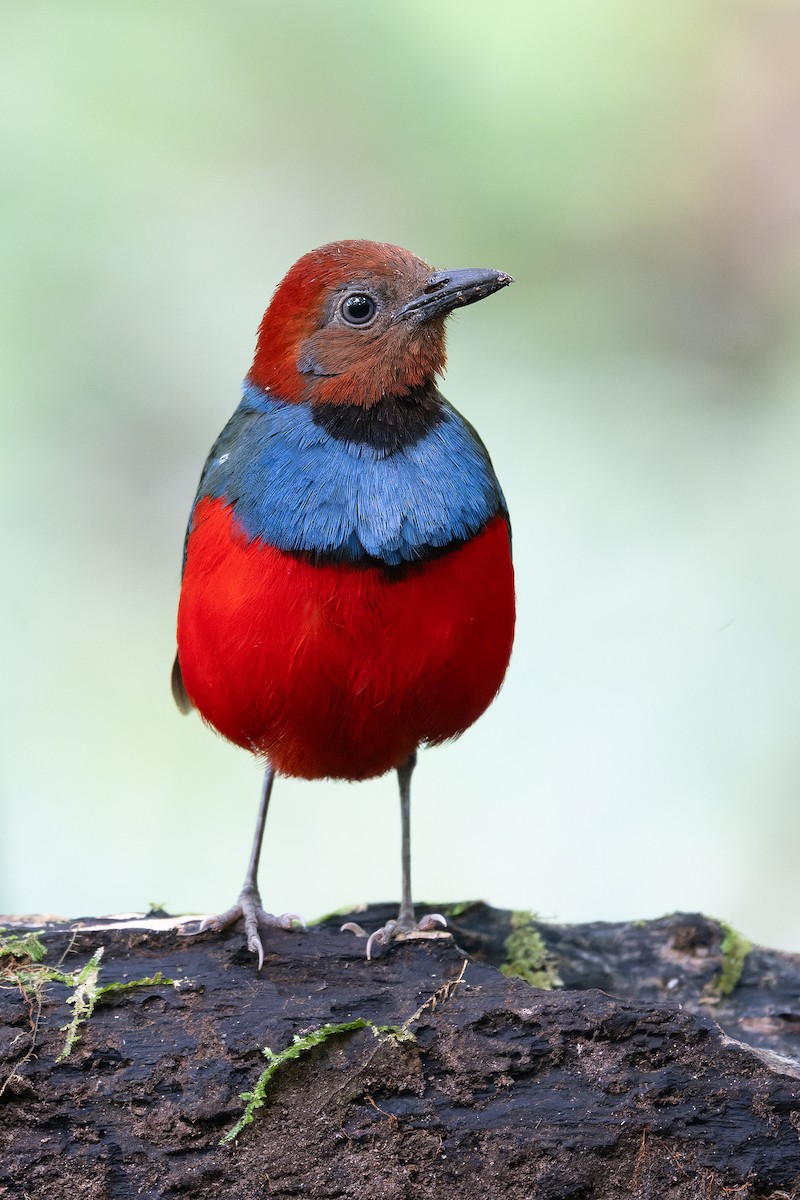 Sulawesi Pitta (Sangihe) - ML624940136