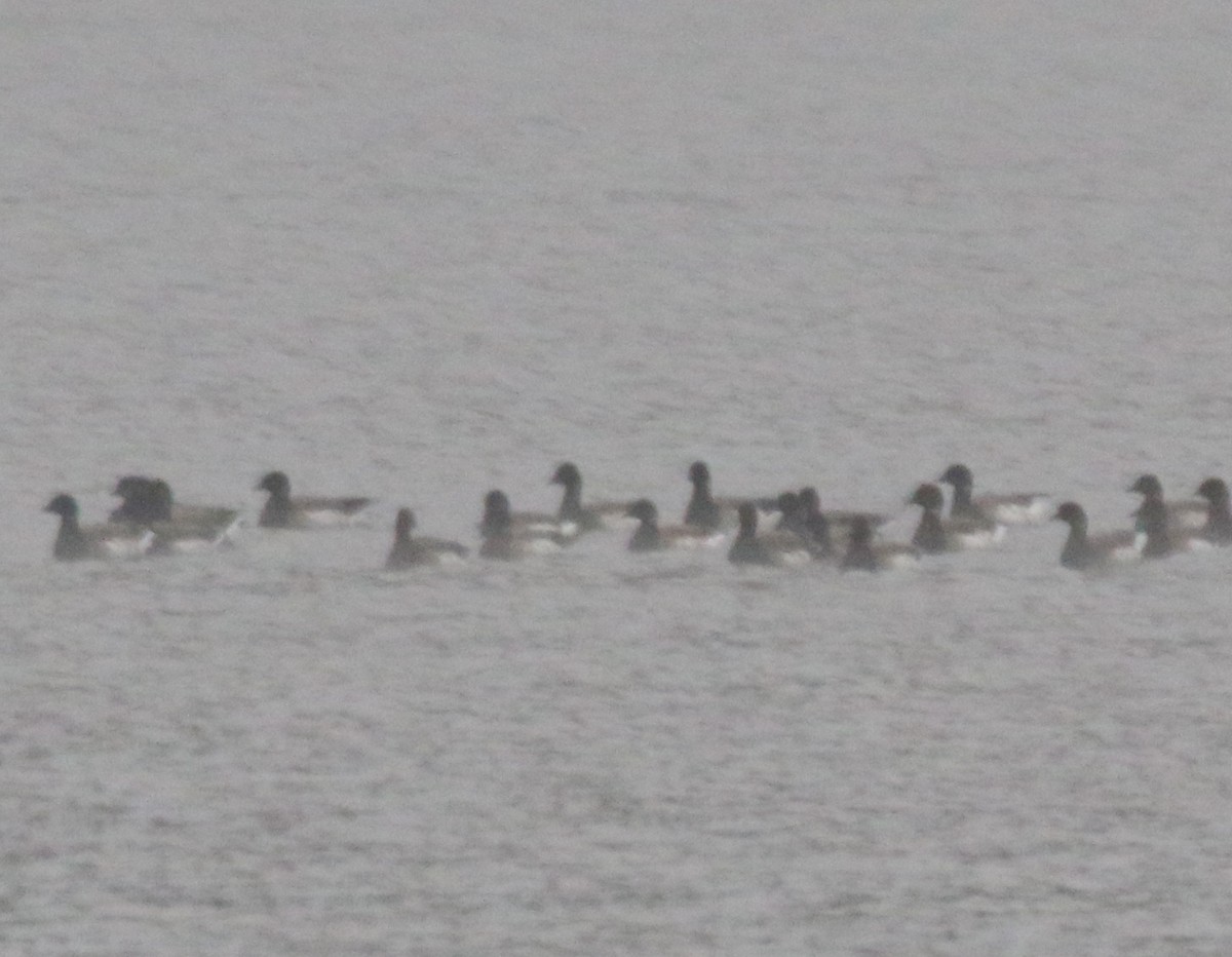 黑雁 - ML624940137