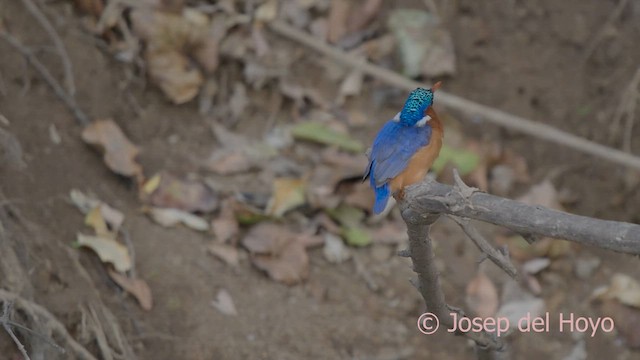 Malachite Kingfisher (Mainland) - ML624940177