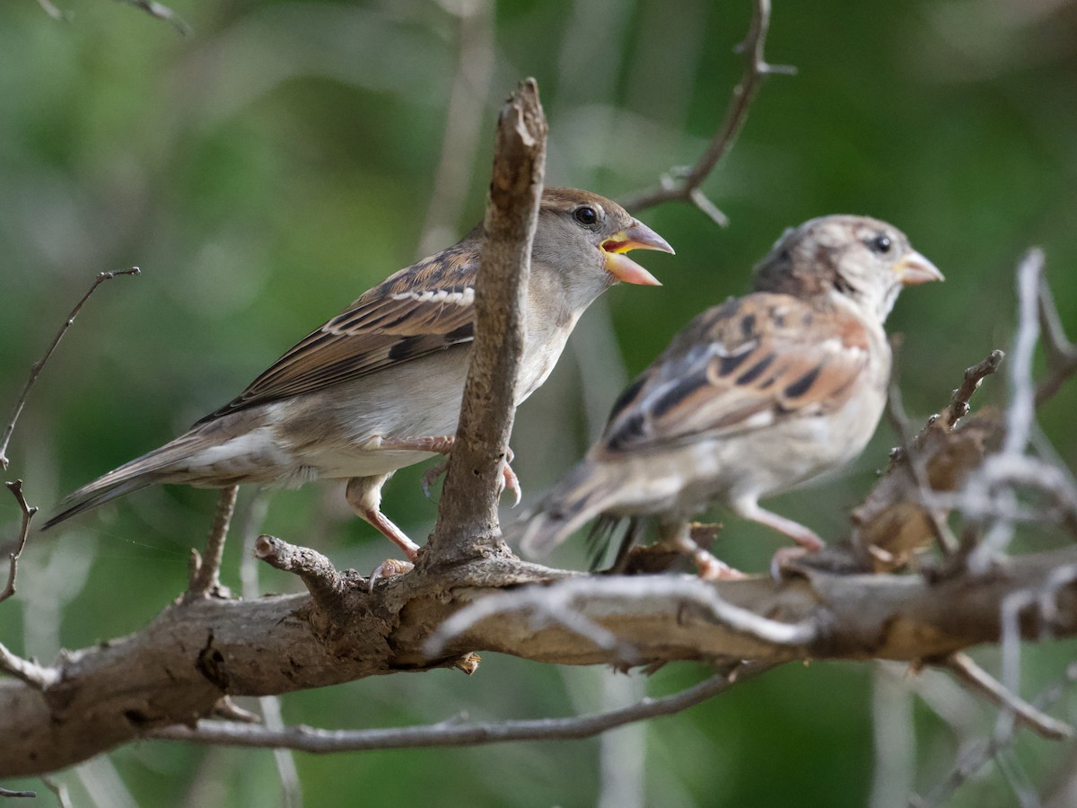 House Sparrow - ML624940234