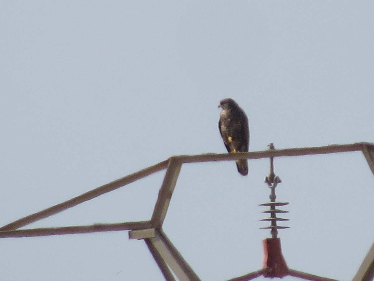 Common Buzzard - ML624940243
