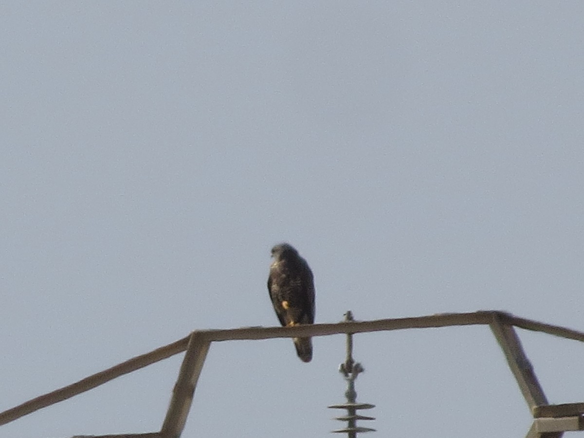 Common Buzzard - ML624940244