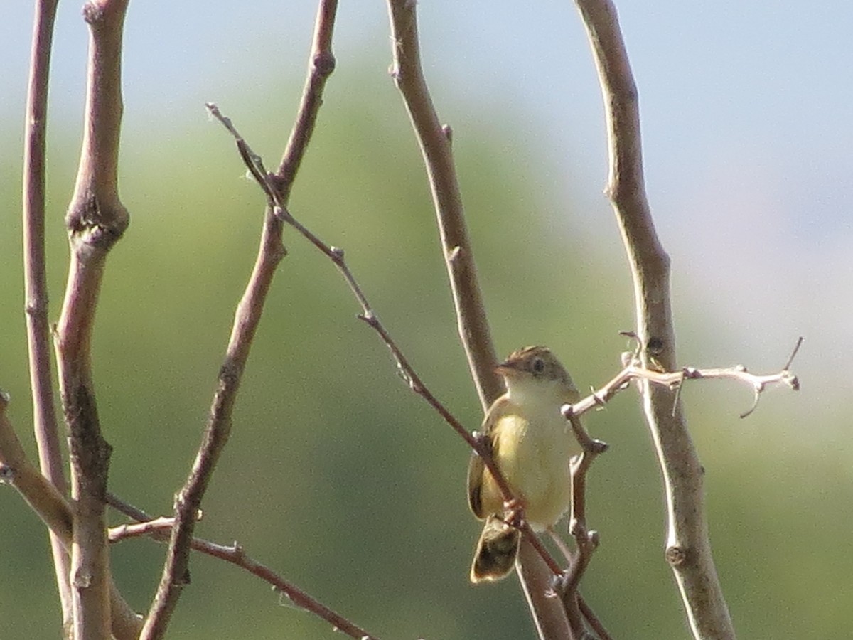 Zitting Cisticola - ML624940261