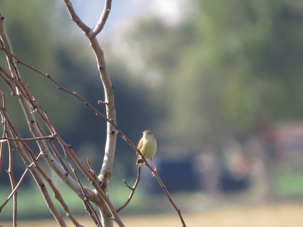 Zitting Cisticola - ML624940262