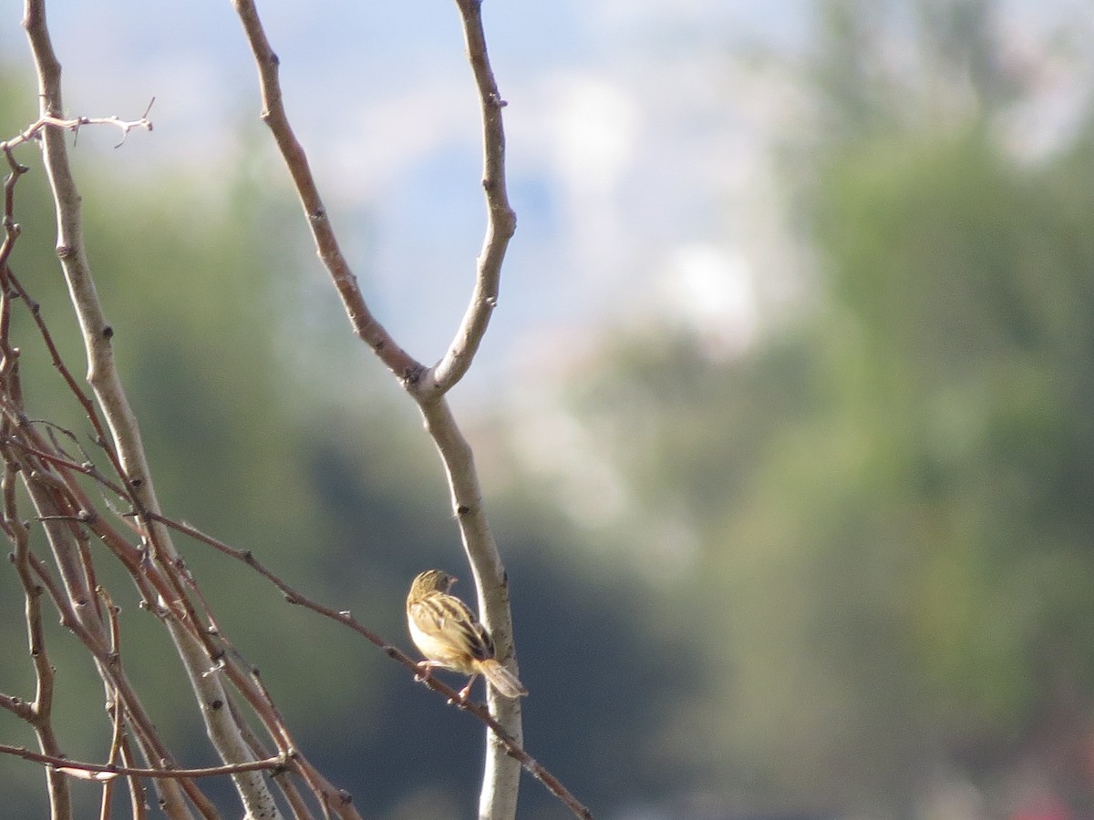 Zitting Cisticola - ML624940263