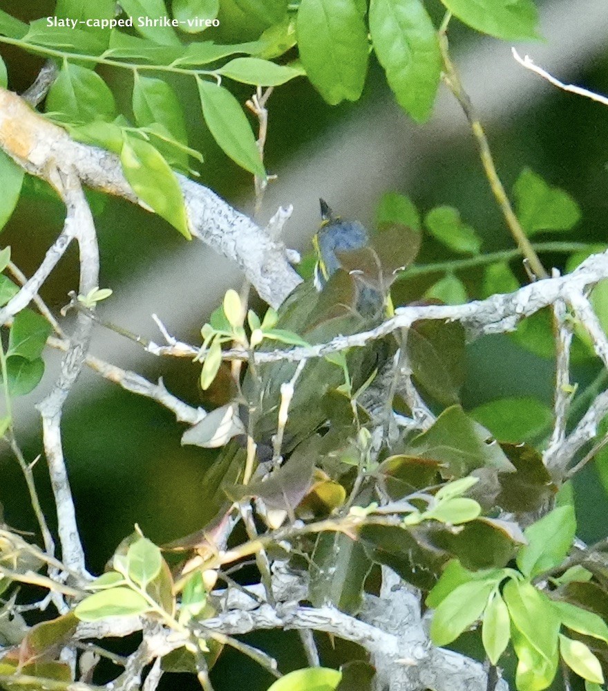 Slaty-capped Shrike-Vireo - ML624940304