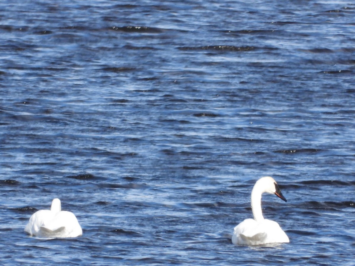 Trumpeter Swan - ML624940352