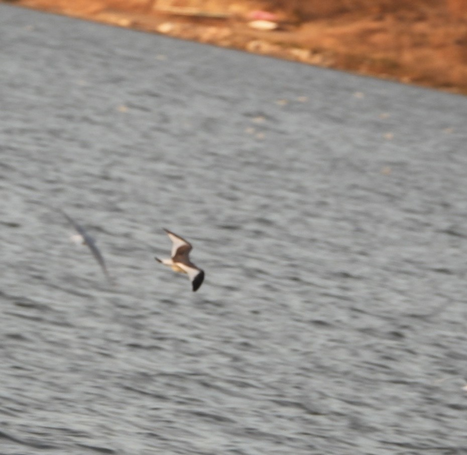 Sabine's Gull - ML624940371