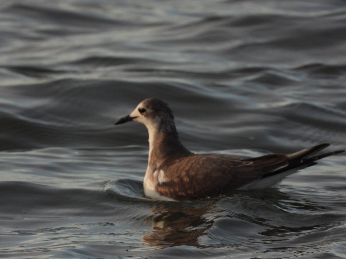 Sabine's Gull - ML624940372