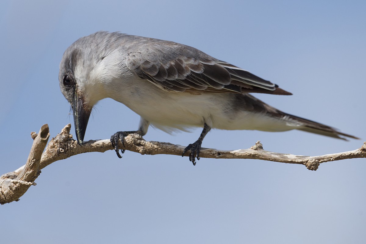 Gray Kingbird - ML624940395