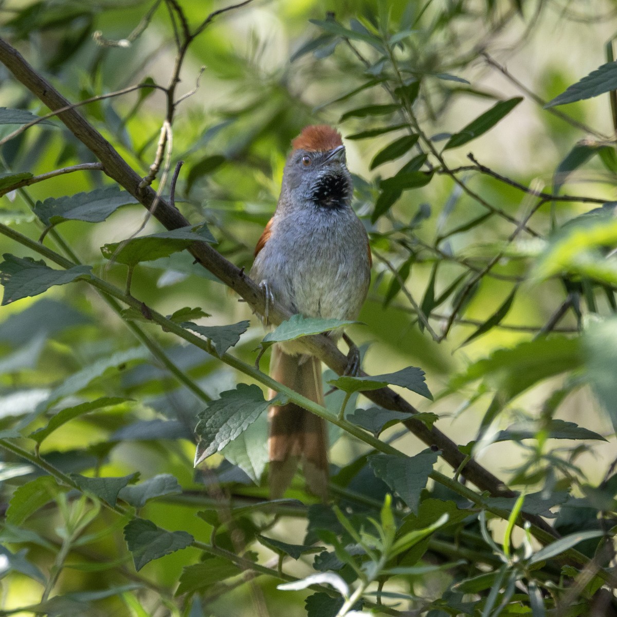 Spix's Spinetail - ML624940396