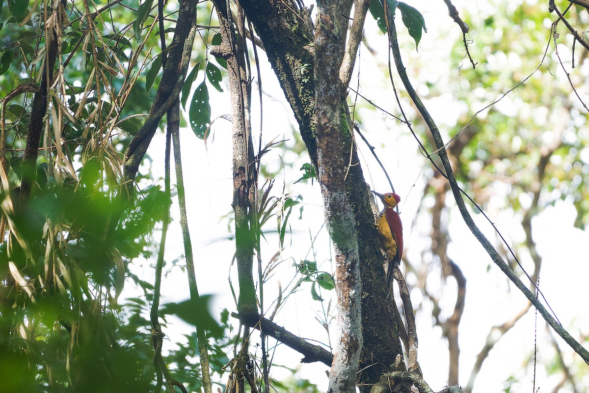 Yellow-faced Flameback - ML624940402