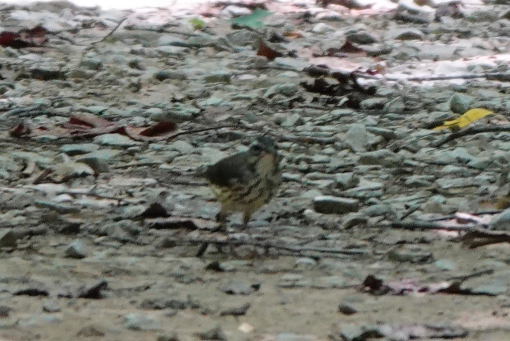 Louisiana Waterthrush - ML624940424