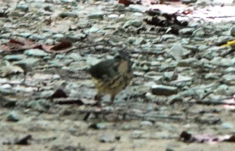 Louisiana Waterthrush - ML624940425