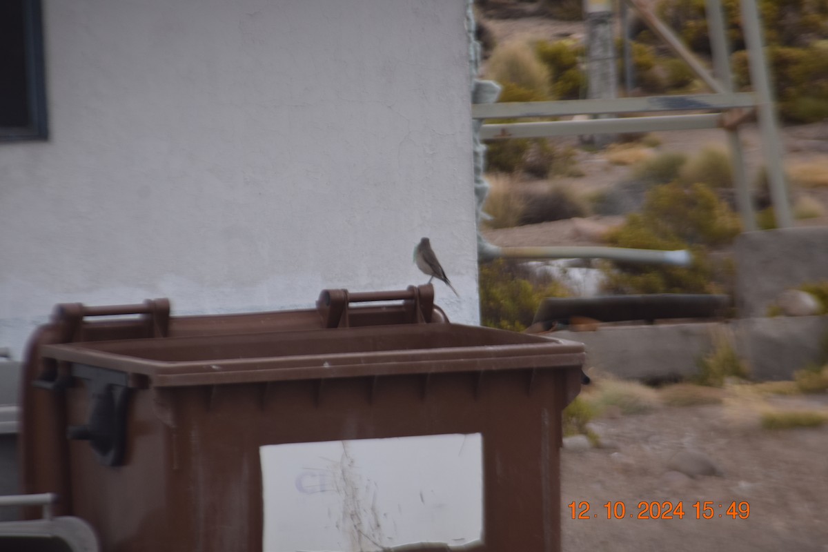 Black-billed Shrike-Tyrant - ML624940499