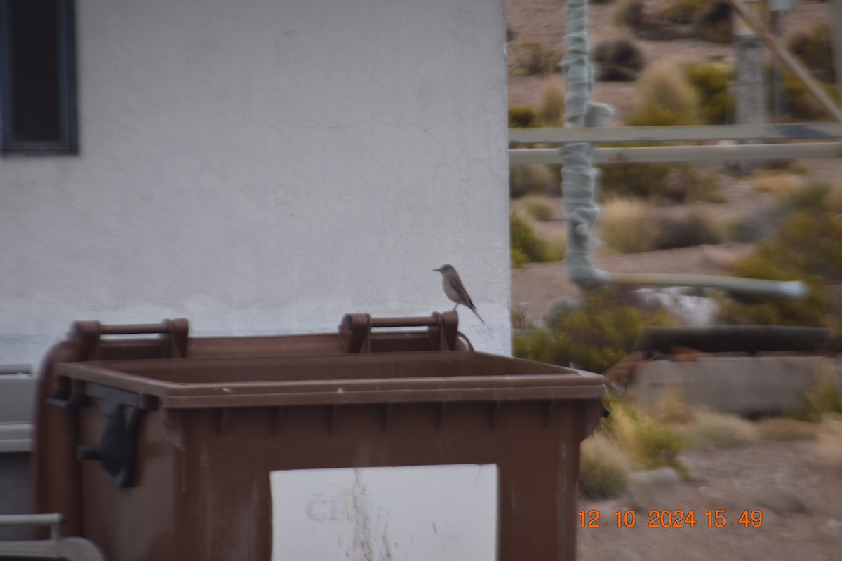 Black-billed Shrike-Tyrant - ML624940500