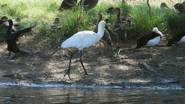 Royal Spoonbill - ML624940501