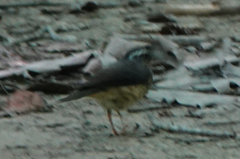 Louisiana Waterthrush - ML624940529