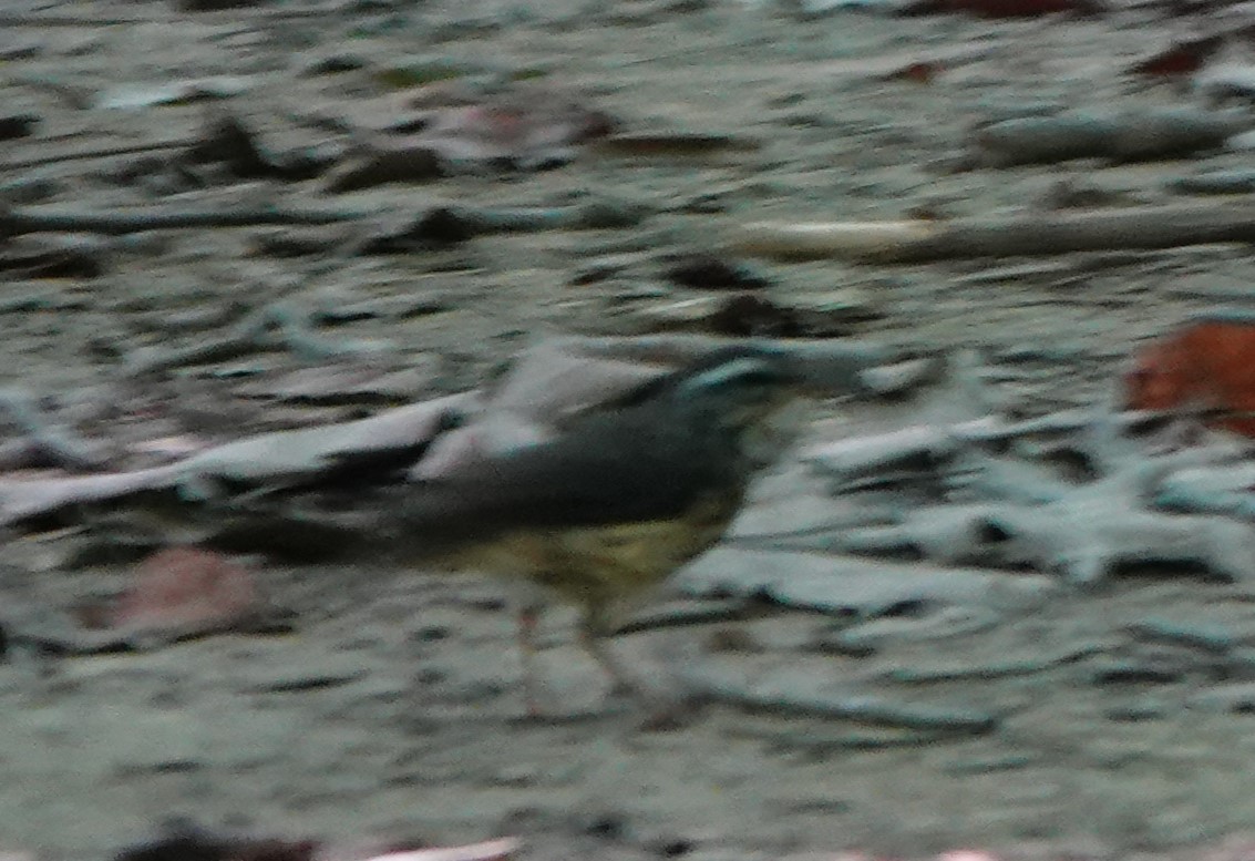 Louisiana Waterthrush - ML624940530