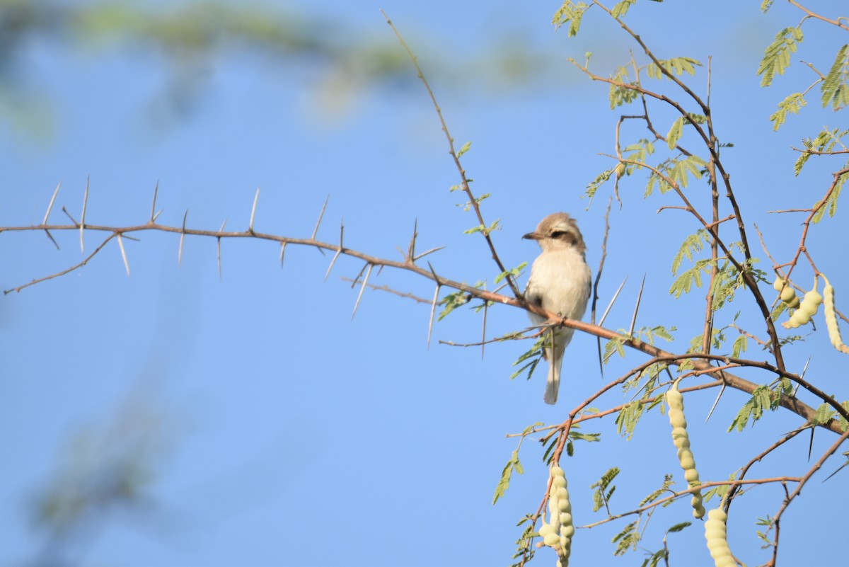 Common Woodshrike - ML624940704