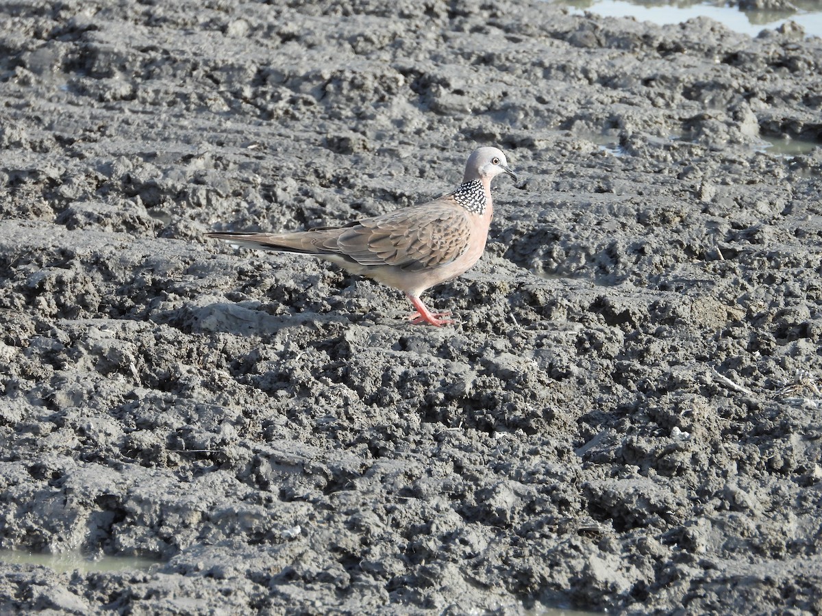 Spotted Dove - ML624940708