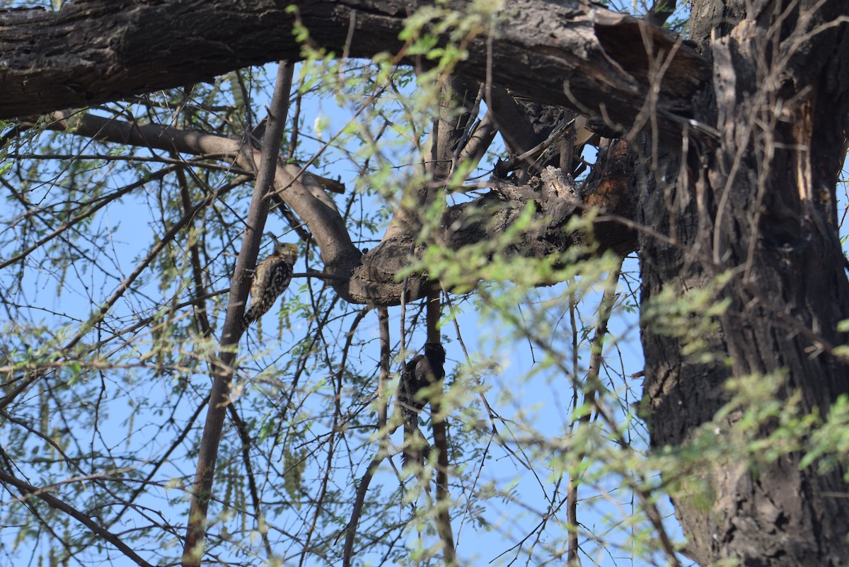 Yellow-crowned Woodpecker - ML624940767