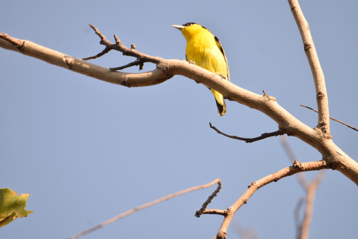 Common Iora - ML624940782