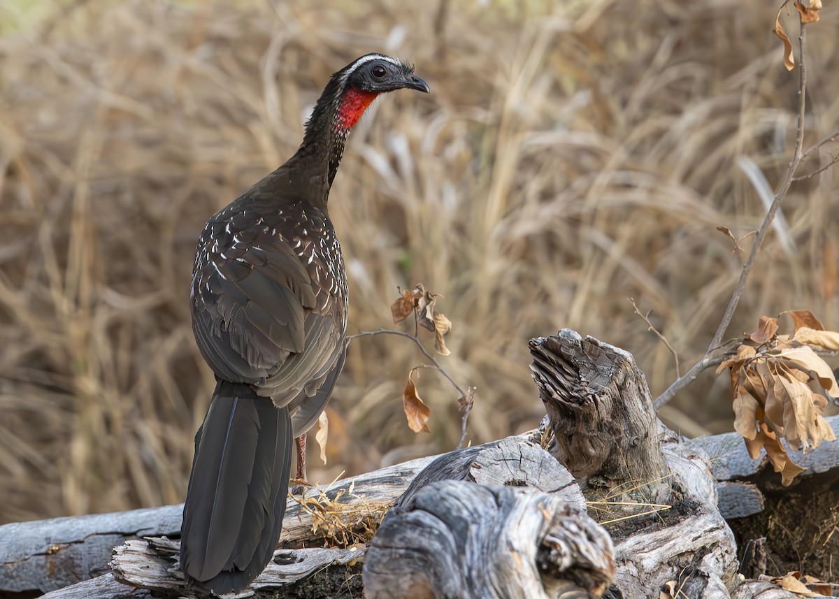 White-browed Guan - Cristiane Homsi