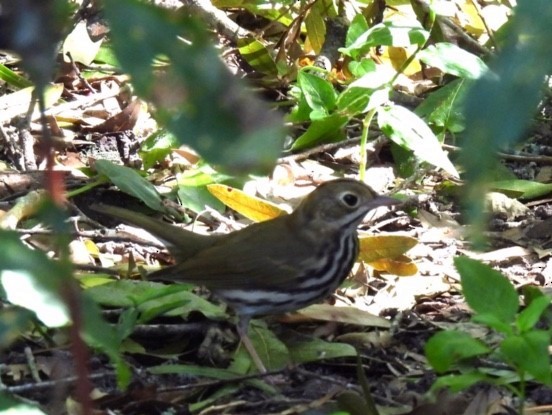 Ovenbird - ML624940946