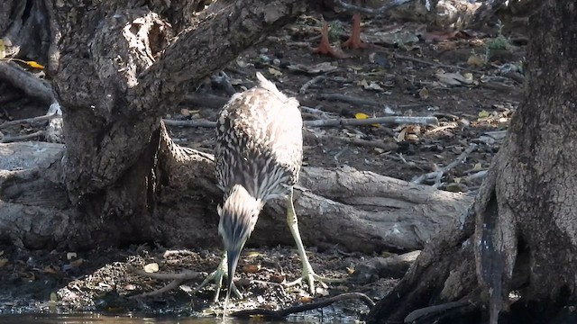 Nankeen Night Heron - ML624940966