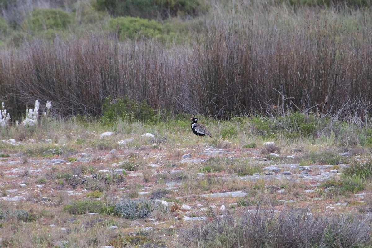 Black Bustard - ML624940993