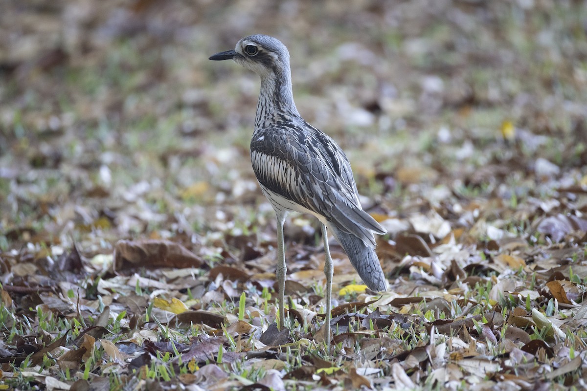 Bush Thick-knee - ML624941115