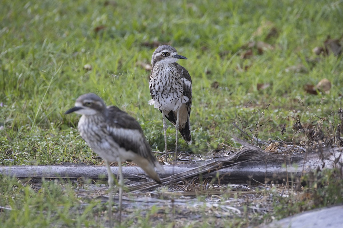 Bush Thick-knee - ML624941116