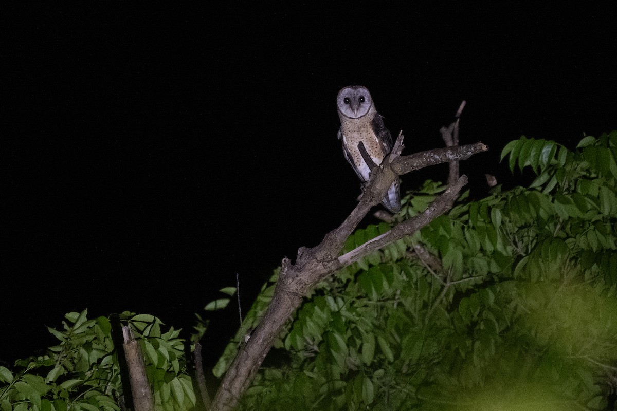 Sulawesi Masked-Owl - ML624941131