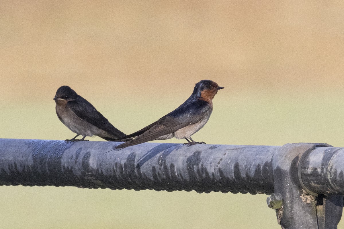 Welcome Swallow - ML624941143