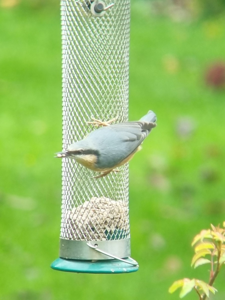 brhlík lesní - ML624941208