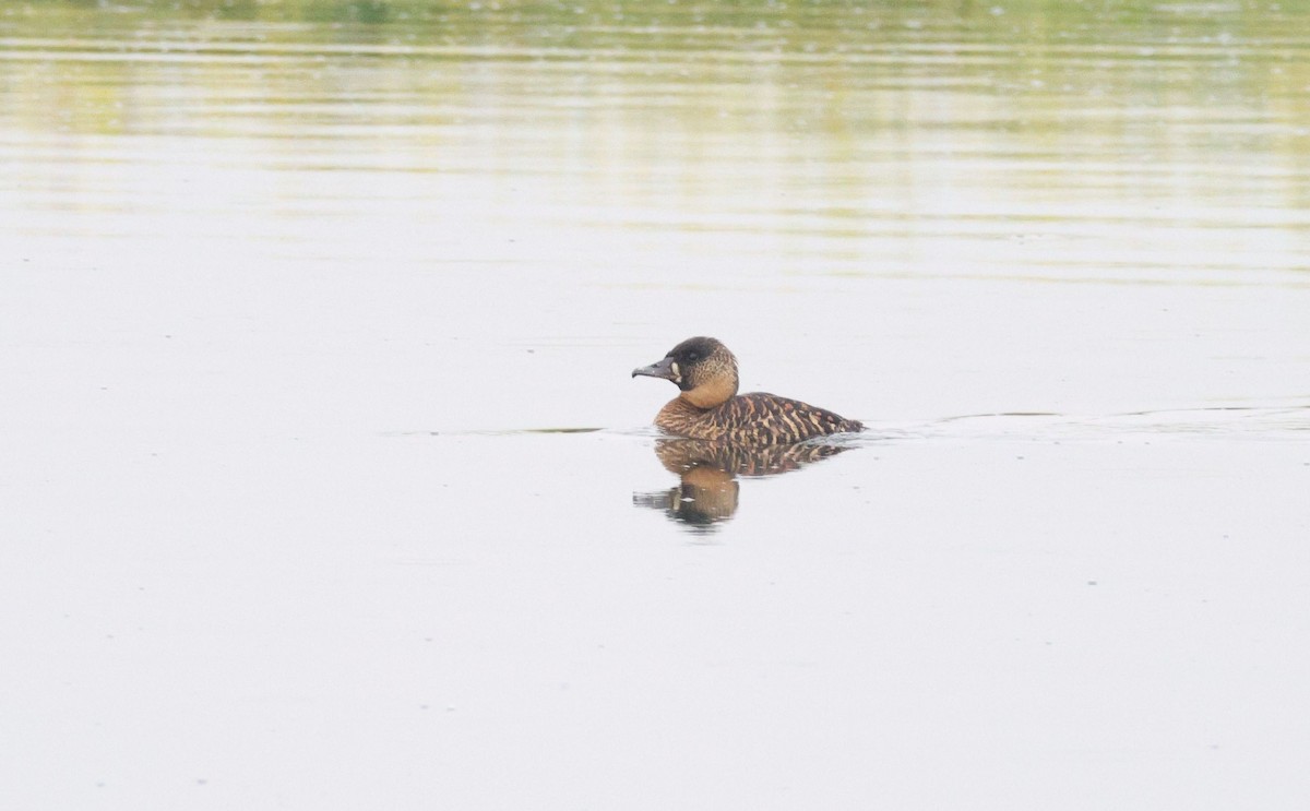 Dendrocygne à dos blanc - ML624941238