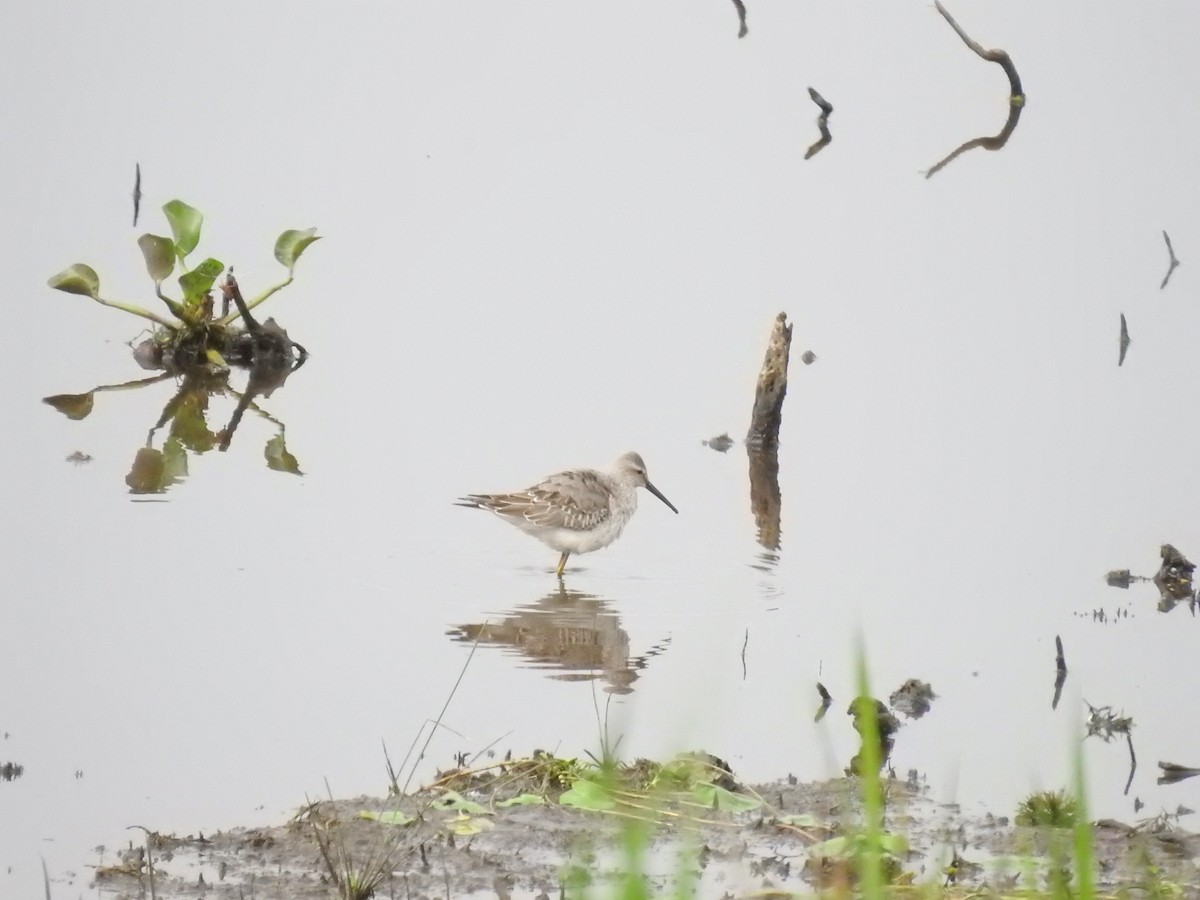 Stilt Sandpiper - Ivanna Schlender