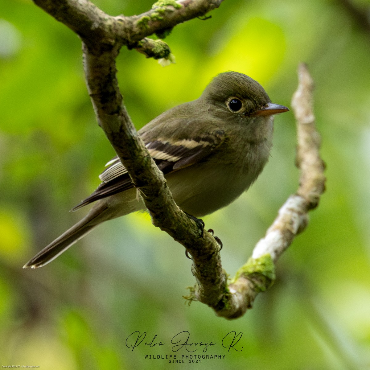 Acadian Flycatcher - ML624941337