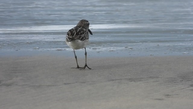Broad-billed Sandpiper - ML624941462
