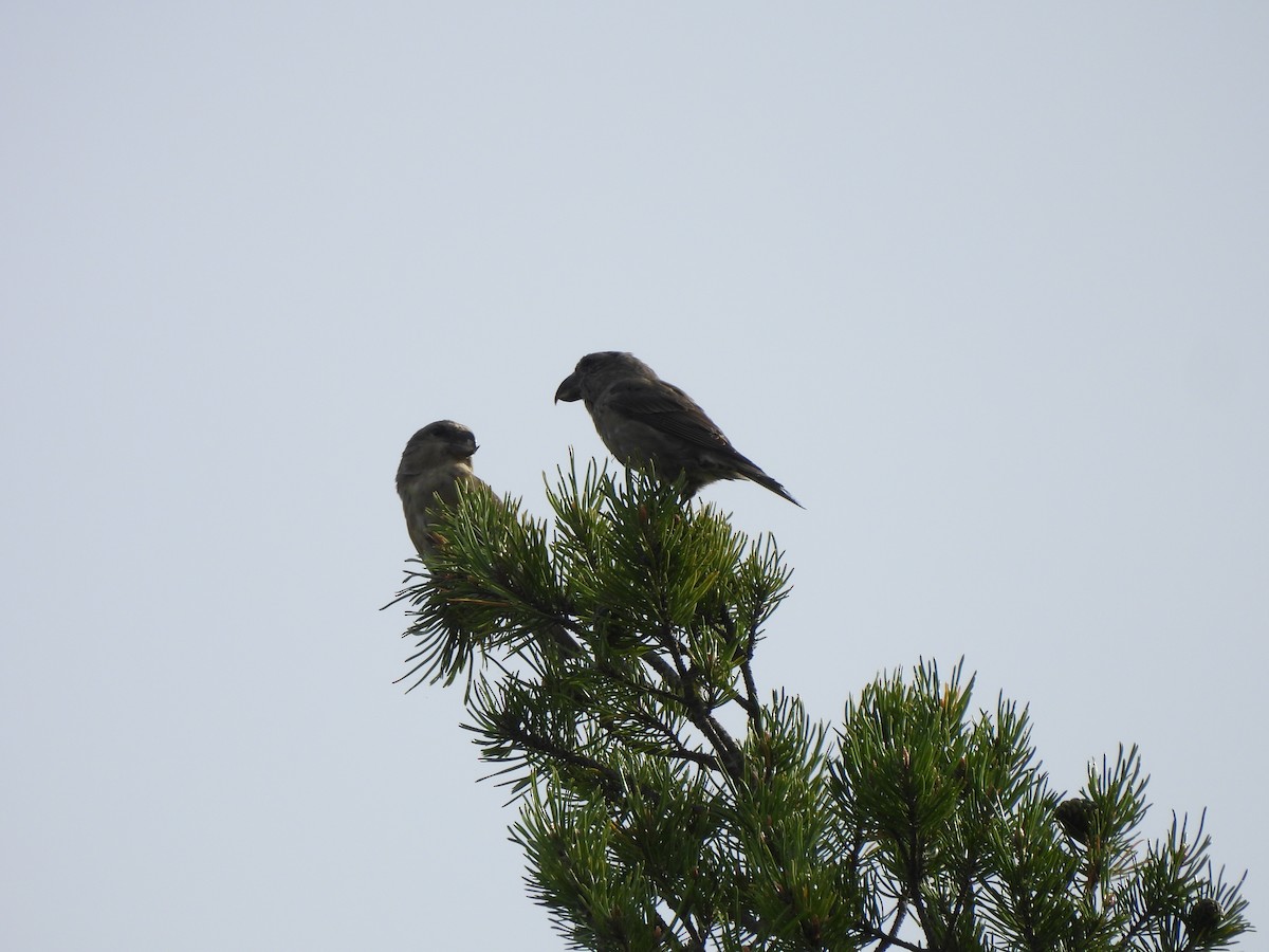 Parrot Crossbill - ML624941563