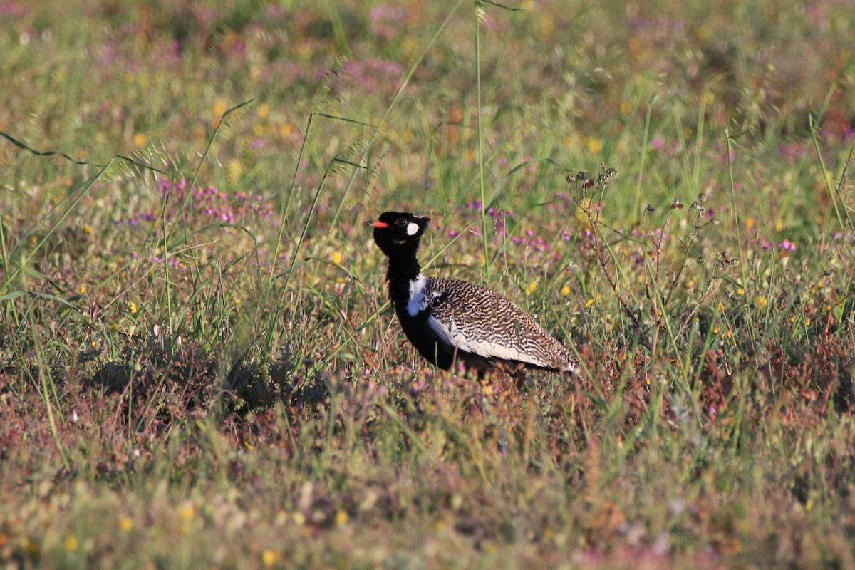 Black Bustard - ML624941623